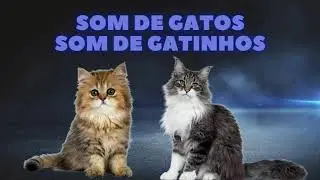 SOM DE ANIMAIS &ndash; EFEITO SONORO DE ANIMAIS. SOM DE GATOS. SOM DE GATINHO. MIADO DE GATO. GATO MIANDO