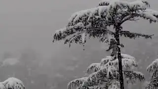 Shimla calling.