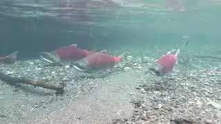 Salmon Run From Eyak Lake: Cordova, Alaska
