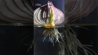 Onion growing in water #timelapse for 13 days
