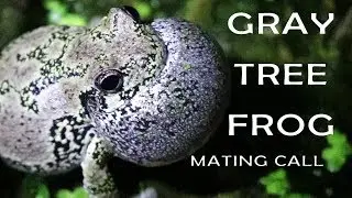 Awesome Gray Tree Frog mating call video