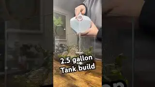 DIY Shrimp Tank Setup #shorts