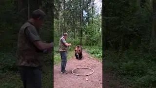 😰 The Bear Came Out Of The Forest And Did Incredible&hellip; #reallife #funny #animals