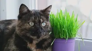 5 Common Plants That Are Toxic to Cats: Protect Your Furry Friends! 🌿🐱