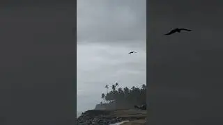 #eagles #seaside #hunting #varkalabeach
