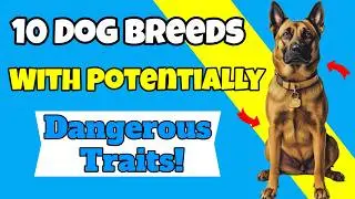 10 Dog Breeds With Potentially Dangerous Traits