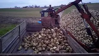 Т-16МГ на погрузке сахарной свеклы.