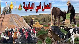 البادية المغربية اجواء رائعة ,جني الزيتون إطعام الدجاج و الديك الرومي و الأبقار يوم شاق