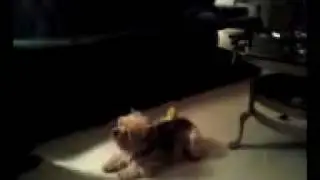 Smith yorkie plays dead