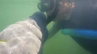 Manatee Tour  -- Crystal Springs Florida - Plantation Adventure Center