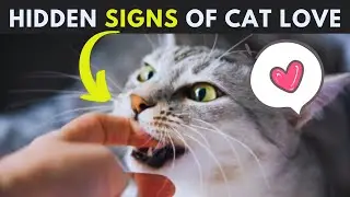 12 Ways Cats Show They Love You