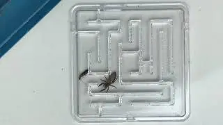 Real life cat and mouse chase in a maze with a jumping spider and earwig