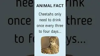 Cheetahs' remarkable water conservation abilities #funfacts #animalfacts #shorts