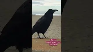 #raven #sanfrancisco #beach #californiacoast #birds #california #oceanbeach #chitchat #nature #poop