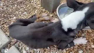 Skeletal Pup Arrives At Shelter With Almost NO Blood In His Body, Too Weak To Stand [STORY BELOW]