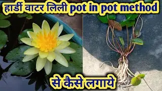 Hardy water lily pot in pot method से कैसे लगाये // Planting hardy water lily #waterlilyplant