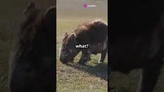 5 Fun Facts About Wombats You Didn't Know!