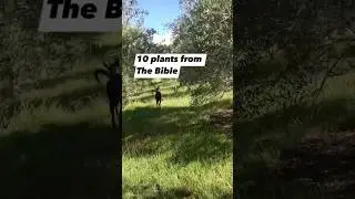 10 plants from the bible