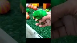 Colorful chicken, rainbow chicken, cute chicken #funny #rainbowchicks