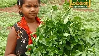 மலரும் பூமி |07 07 2019|பலவகையான கீரைகளை 15வருடமாக சாகுபடி செய்துநல்ல லாபம் பெற்றுவரும் பெண் விவசாயி