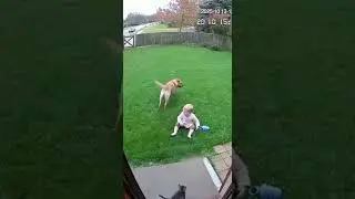 Suddenly A Dog Attack on baby CCTV Footage