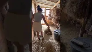 Puliamo la casetta dei conigli 🧹🫧🥕🐰#pulizie #pulizietime #puliziedomestiche #federicazongoli