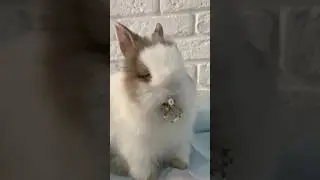 Bunny Bliss 😄 cute rabbit playtime 😍#cute #shortvideo #rabbitplaytime #bunnyfun #viral #bunnyjoy