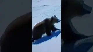 baby bear follows mother bear#motherly bear guides baby bear