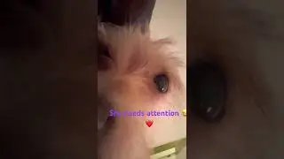 Silly Lilly!! Subscribe! #fyp #dogs #love #like #pets #comedyfilms #crazy  #funny  #comment #viral