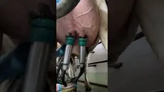 quickly connected the milking machine #milking