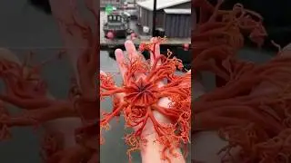 Alien Encounters: Exploring the Bizarre World of Basket Stars #shorts #shortsfeed