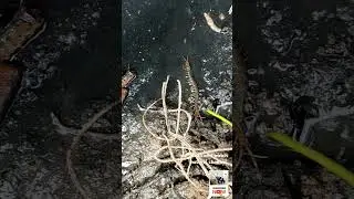 red-headed centipede Animal / giant redhead centipede