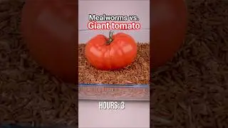 10 000 Mealworms vs. Giant Tomato 🍅