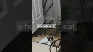 #ahomelesscat#cat #lesshome#catvideos