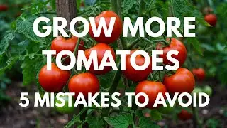 5 Mistakes You Must Never Make When Growing Tomatoes