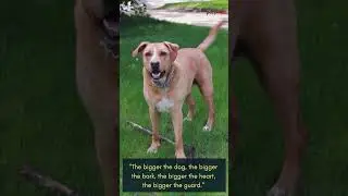 5 Inspiring for Big Dog Quotes to Embrace the Paw-sitivity