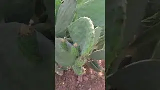 🌵زراعة التين الشوكي (أكناري) بسوس  ماسة والمقارنة بين نوع موسى و عيسى و مميزات كل نوع على حدى🌵