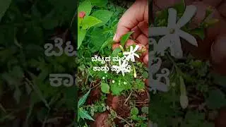 jasmine#viral #shortvideo #forest jasmine