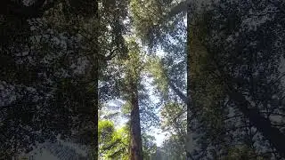 ARAUCARIA BIDWILLII TREES SKYLINE #araucaria #trees #skyline
