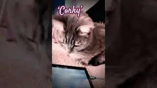 iPad #cat #music #animallovers #kitten #love #cute #cutepet #catlovers #tabbycat #cute #petlovers