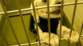 RESCUED - Trying to save Paws the male cockapoo - visit: www.dogsneedhomes.blogspot.com