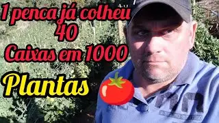 colheita tomate em 1000 plantas 1 penca j&aacute; colheu 40 caixas!