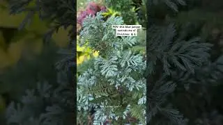 pine vs cypress 😎 #shorts #leaves #nature #garden #plants #juniper #shortvideo #fyp