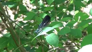 Ebony Jewelwing Damselfly Gorgeous Glistening Male