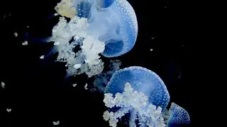 Explore the Ocean | Take a Break | Peaceful Nature Escape | 42 HZ