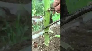 #farmlife #agro #diy #agricoltura #agricultural #technology #agriculture #farming #shorts