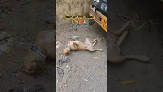 सिम्बा का प्यार अनमोल है🦮❤️🙏#simba #dog #dogvideos #animals #labrador #ytshorts #shortsfeed