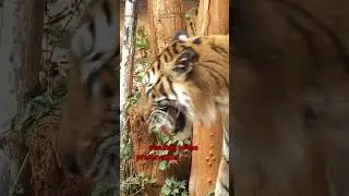2010 COLOGNE ZOO INCIDENT
