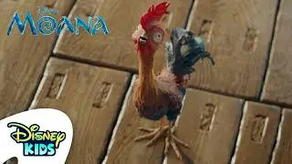 Careful, Heihei! | Moana | @disneykids