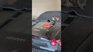 Just a cat sleeping on a Ferrari #cat #cats #ferrari #shorts #funny